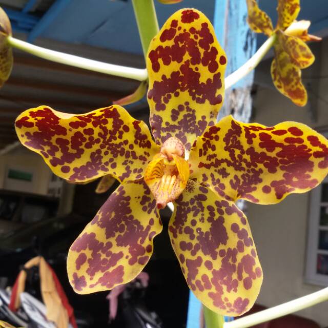 ikadekpasekdarmayasa