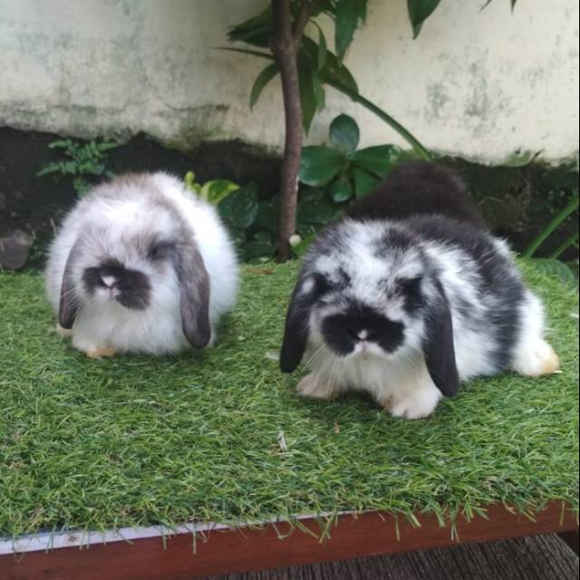 Kelinci hias Holland Lop baby