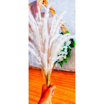 bunga ilalang kering bahan decor_ buket harga per ikat (10 tangkai)