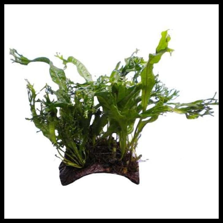 Tanaman Aquascape " Windelov Java Fern Ba Java Fern " Ikat Pakis