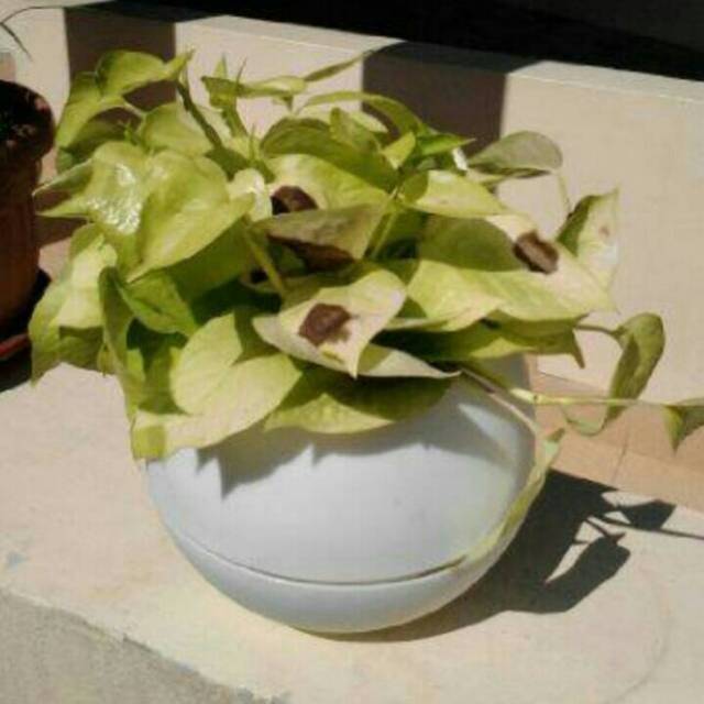 Pot Hidroponik / Self Watering Pot