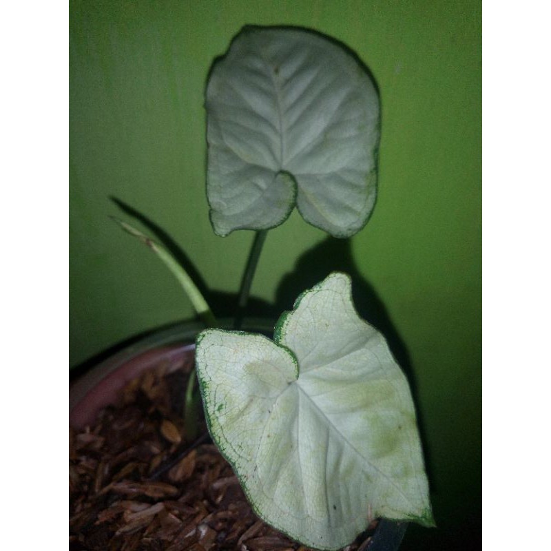Keladi Mini / Syngonium Putih