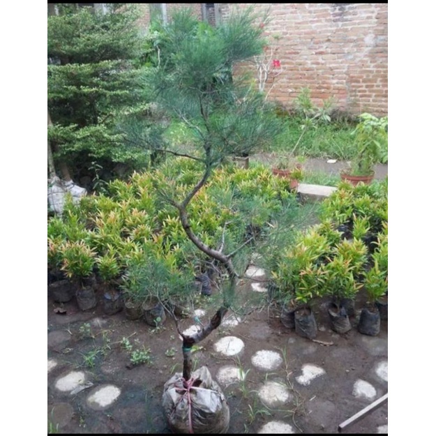 tanaman hias Cemara udang sudah jadi bonsai tinggi 1 meter setengah keadaan rimbun