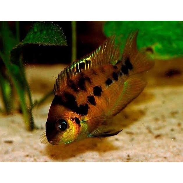 American Cichlid Yellow Convict Cichlid