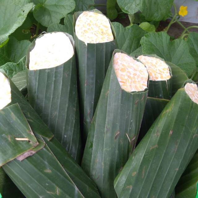 

Tempe kedelai tempe daun pisang tempe kampung