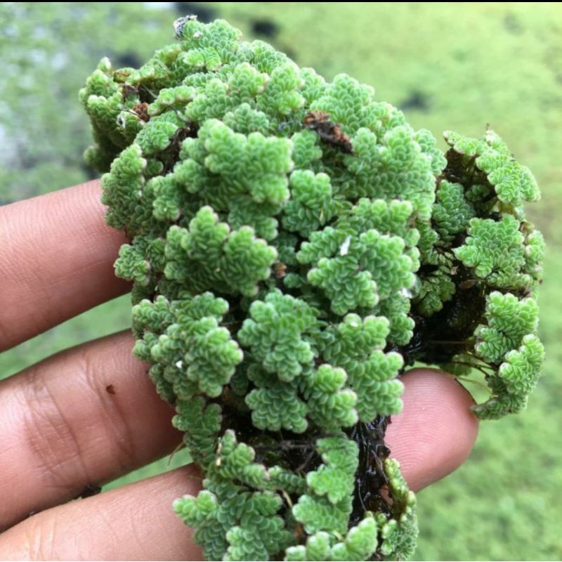 Tanaman Air Azolla