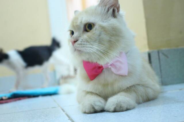 Half bowtie / dasi kucing / dasi kupu-kupu / baju kucing