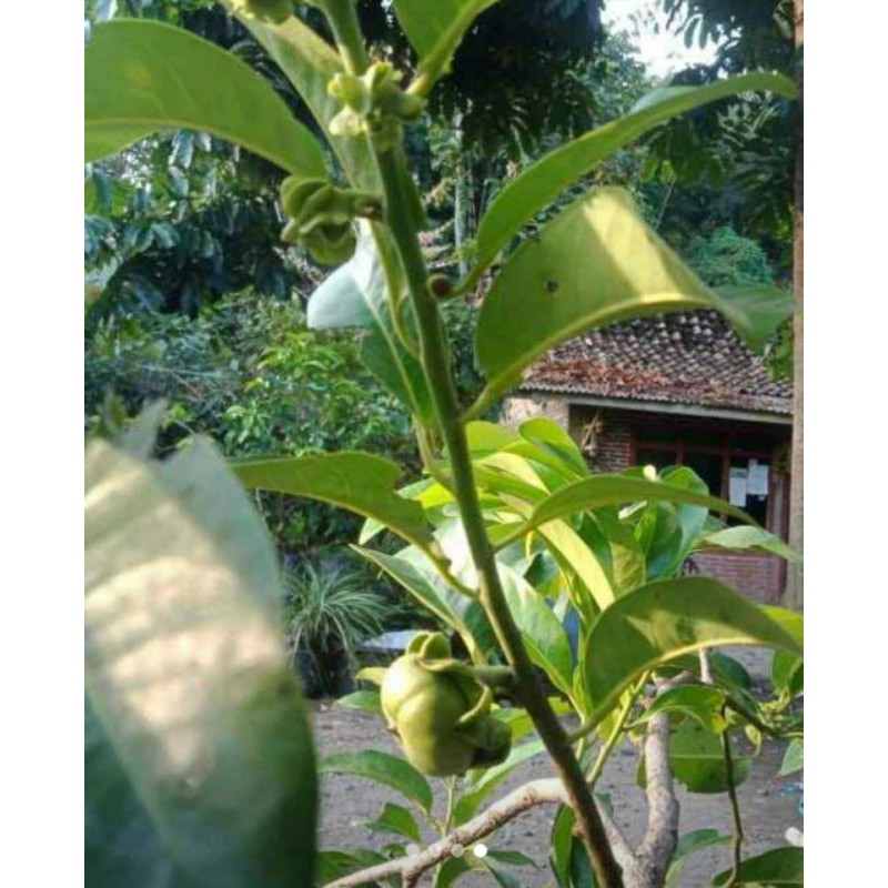 bibit blacksapote SAWO HITAM