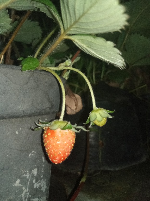 Shower Cap Isi 12 Pcs Grosir