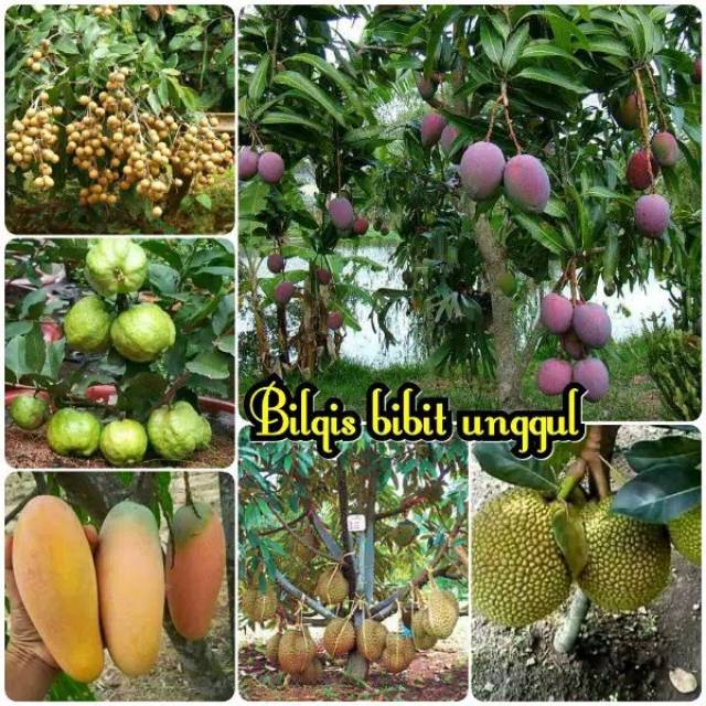 Paket 5 jenis bibit buah mangga chokanan Irwin jambu kristal non biji nangka mini kelengkeng durian