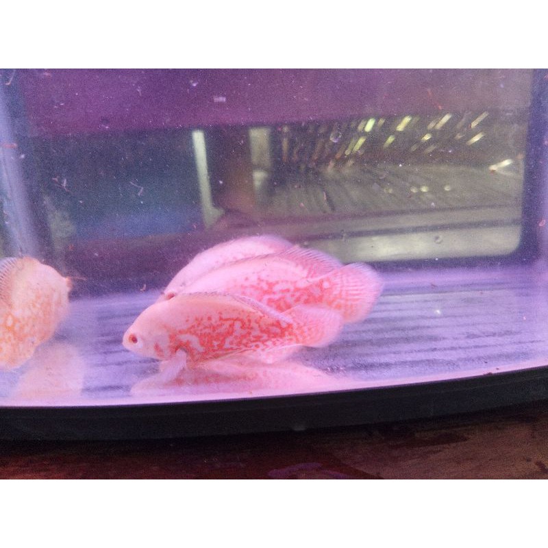 ikan Oscar albino size 10-12cm