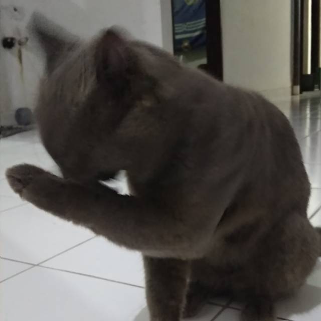 sigitcaturrahmatullah