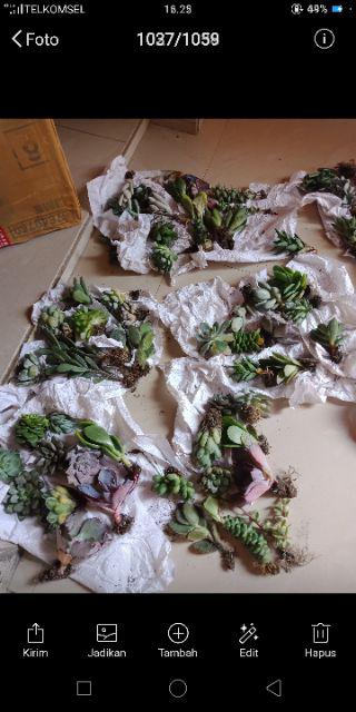 Paket Sekulen 50 Pcs
