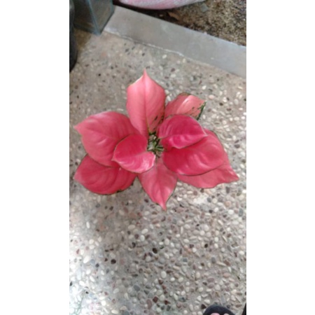 aglonema pink katrina