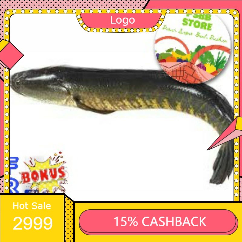 

RENGKEK SURABAYA - Ikan Gabos / Kutuk Hidup Segar