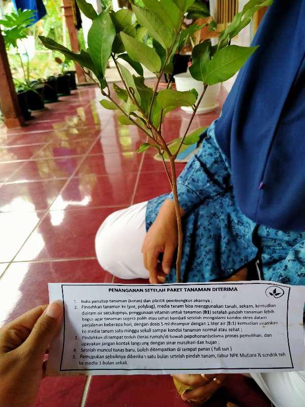 Bibit Klengkeng Matalada