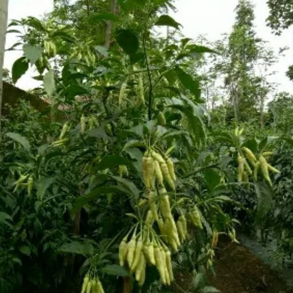 [ TERLARIS ] Benih Cabe Rawit Shypoon F1