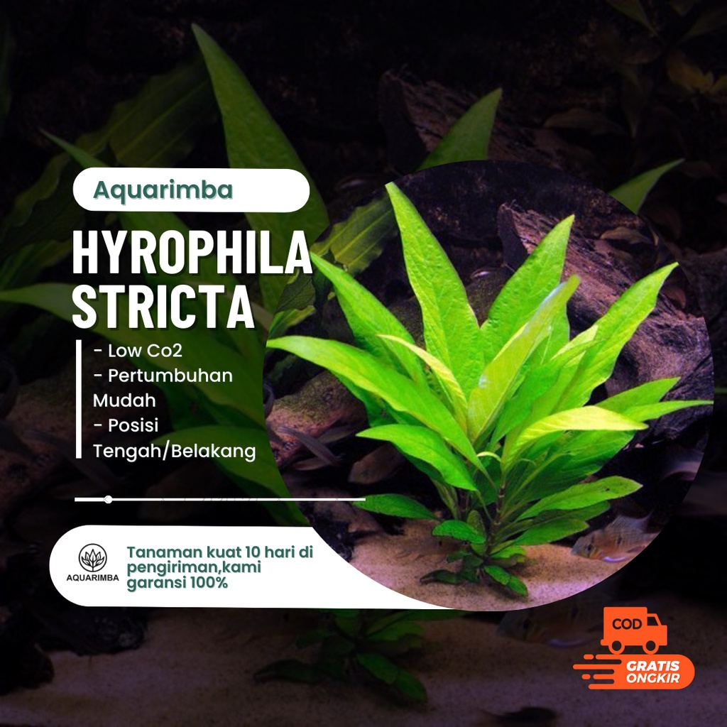 Hygrophila Stricta - Tanaman Aquascape Pemula tanpa co2 Tumbuhan Air Hidup Hiasan Dekorasi Pohon Aquarium