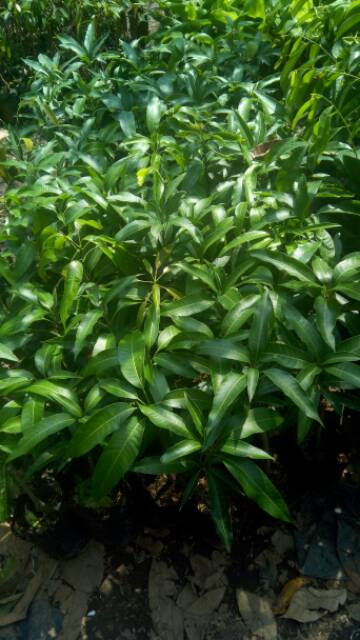 Bibit Mangga MAHATIR Akar Tani