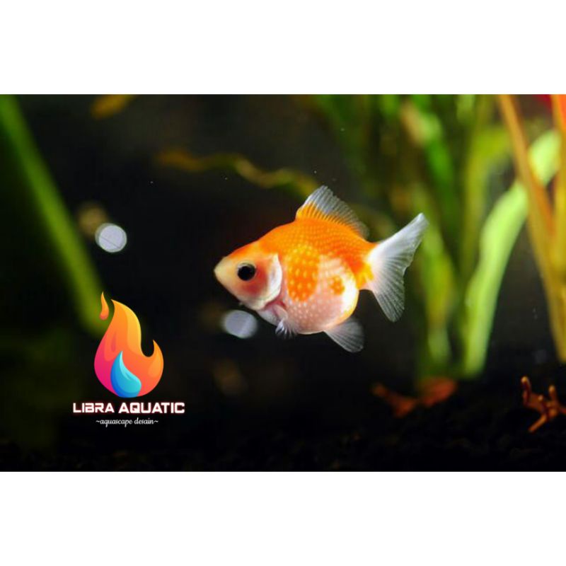 ikan koki mutiara