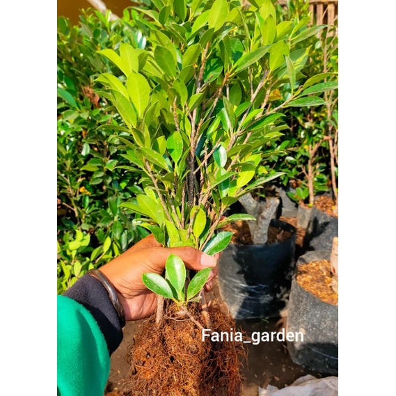 bibit batang pilihan ficus kimeng (rawatan polibak dan turun cangkok)