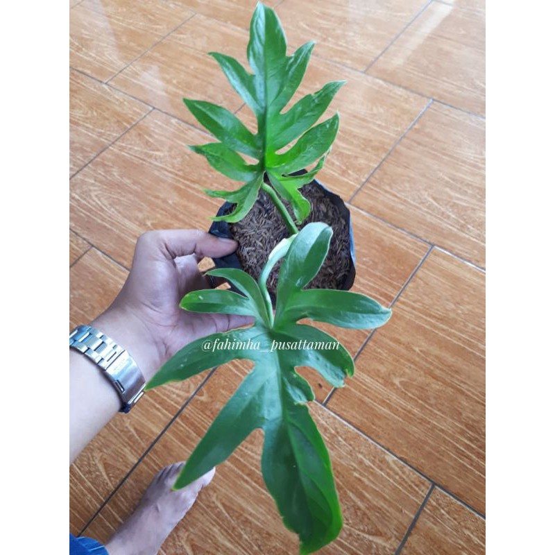 Philodendron Mayoi Philo Mayoi