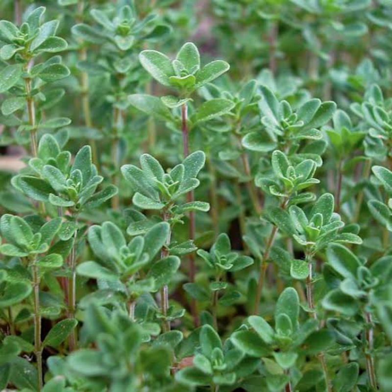 Amefurashi Bibit / 200 Benih / Herb Thyme Seed Thymus Vulgare