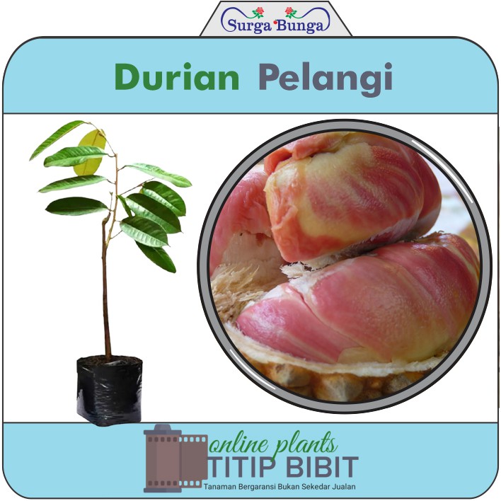 Bibit Durian Pelangi BONUS Miracle Fruit