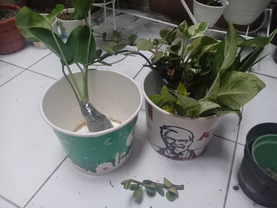 Tanaman Aglaonema Lipstik Pink/ Lipstik Kelasik