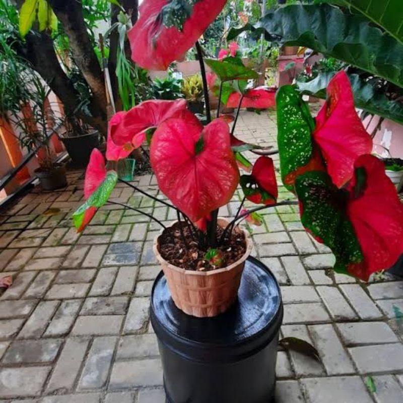 Keladi Baret / Caladium Baret Merah