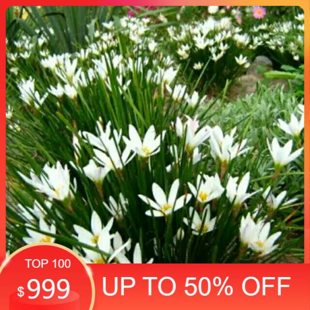 Tanaman hias kucai tulip bunga putih kucai bunga