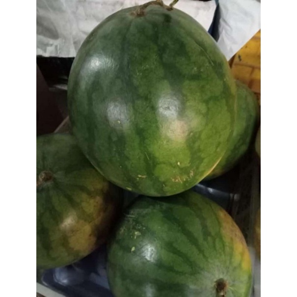 

Semangka Merah (non biji)