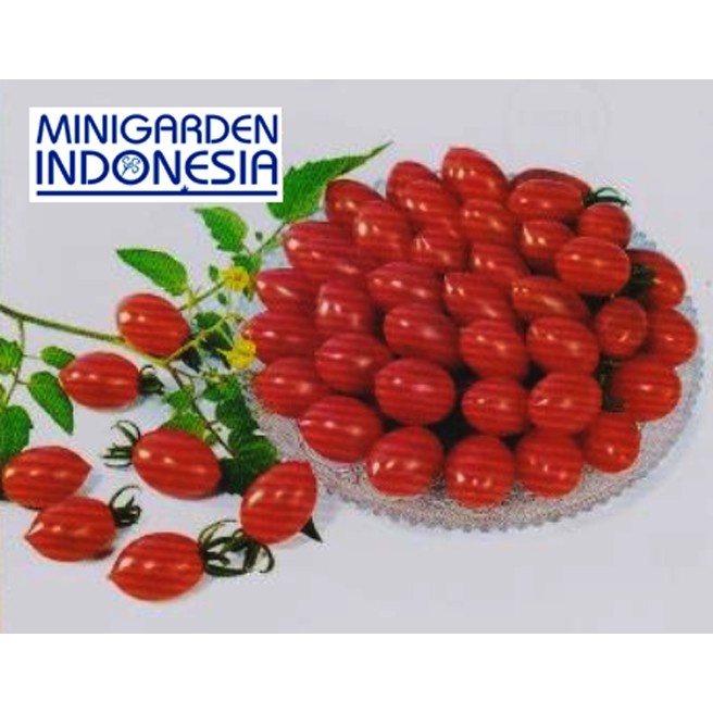 MGI 5 Benih Tomat Cherry Merah Hibrida ROJITA known you seed F1 Bibit Tanaman ceri chery cerri