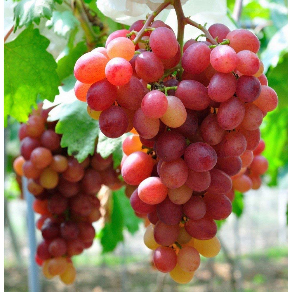 2 Benih Bibit Anggur Merah Tanaman Buah Anggur Red Grape Premium Super Import Unggul Berkualitas