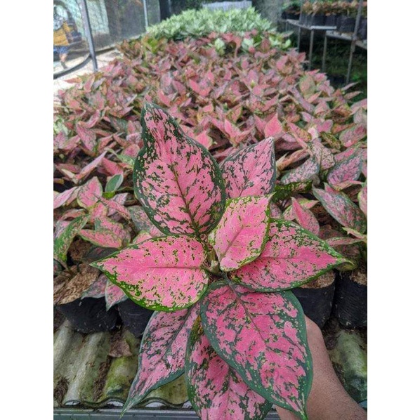 Pohon Aglonema Dut anjamani-Tanaman Hias Dut Anjamani