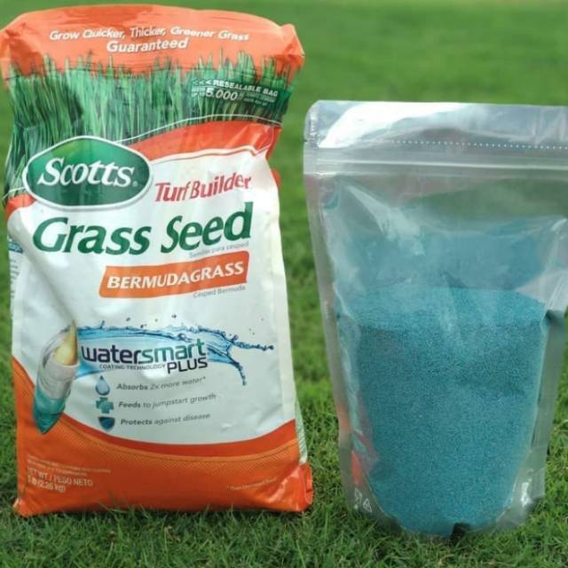 Benih biji rumput bermuda grass 1 kg - biji rumput bermuda grass