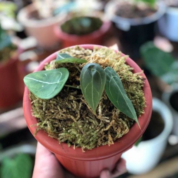 Anthurium Forgetii DarkForm Original / Kuping gajah buta ori