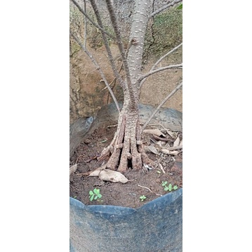 Ficus. kimeng pecah batang