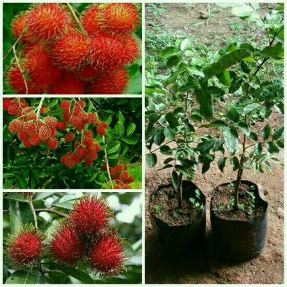 Bibit Tanaman Buah Rambutan Binjai-Bibit Hasil Cangkok-Bibit Rambutan Binjai