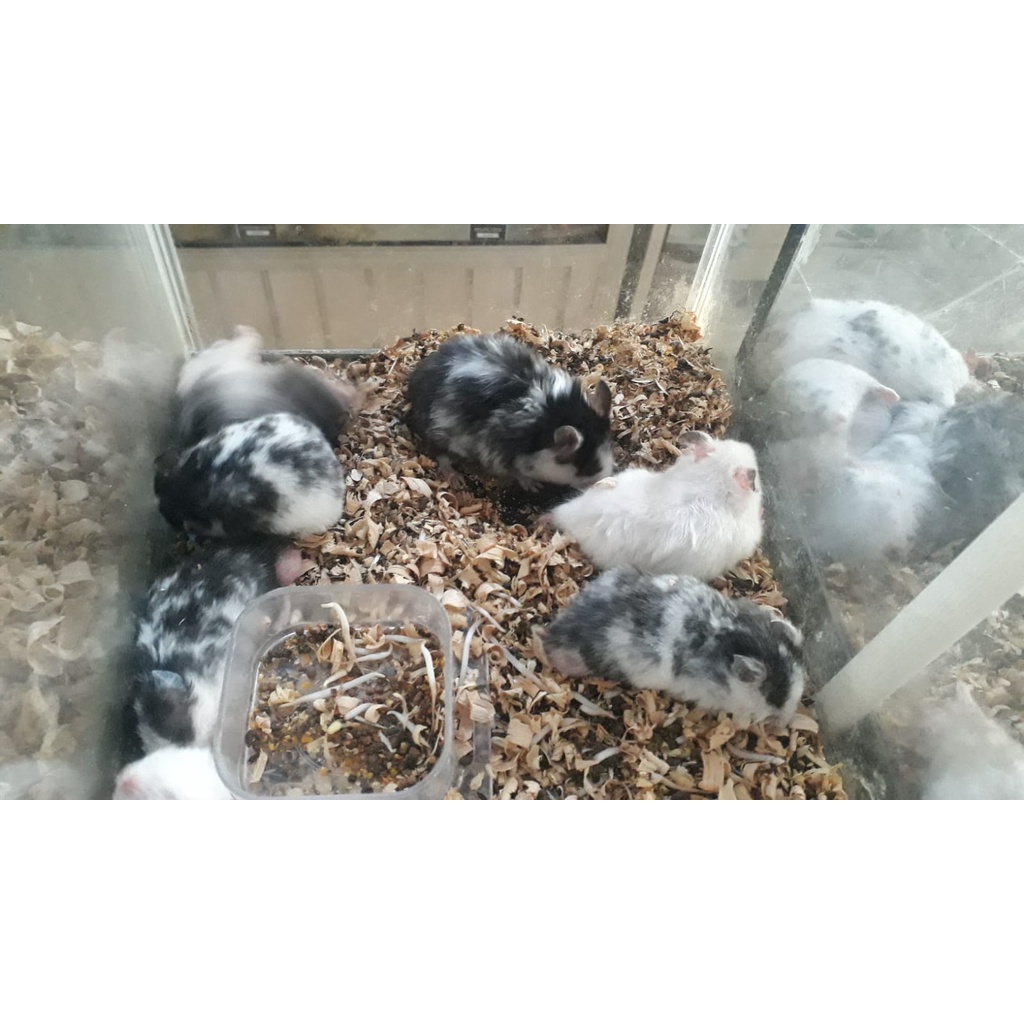 Hamster Syrian Indukan, Fujiama, Dominan Spot, Trico