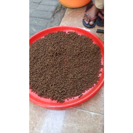 bangkanensis 16-20cm 5 ekor