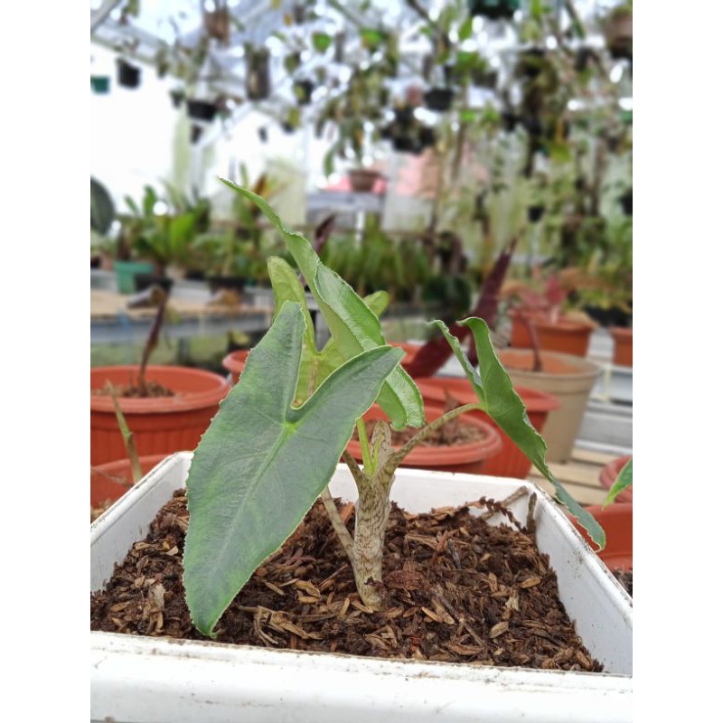 Alocasia sp