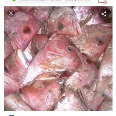 

Kepala kakap harga 1kg