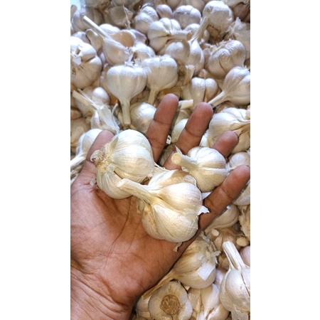 

Bawang putih/ Kating