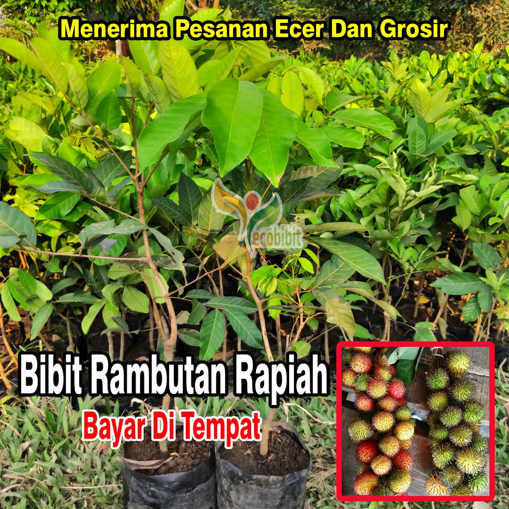 Bibit Rambutan Rapiah Unggul