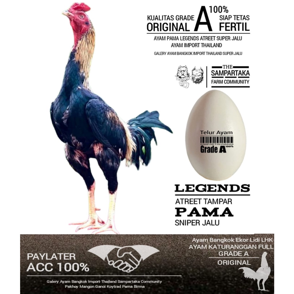 ayam bangkok pama ninja ori pamangon bulbi telur fertil