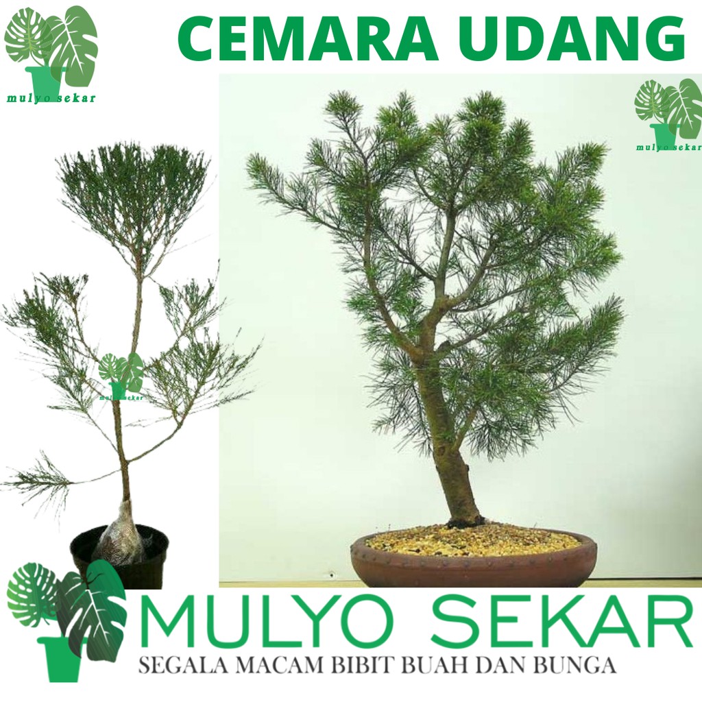 Tanaman Bunga Cemara Udang(Casuarina Equisetifolia) - Bibit pohon