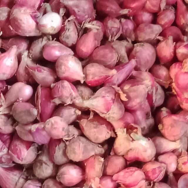 

Bawang Merah Brebes Super