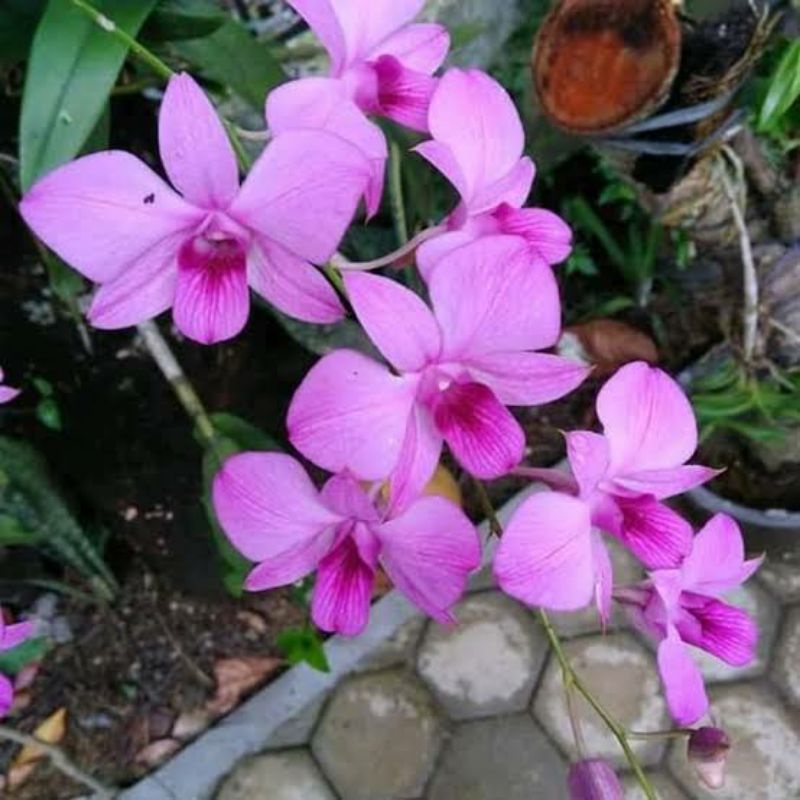 anggrek dendrobium larat