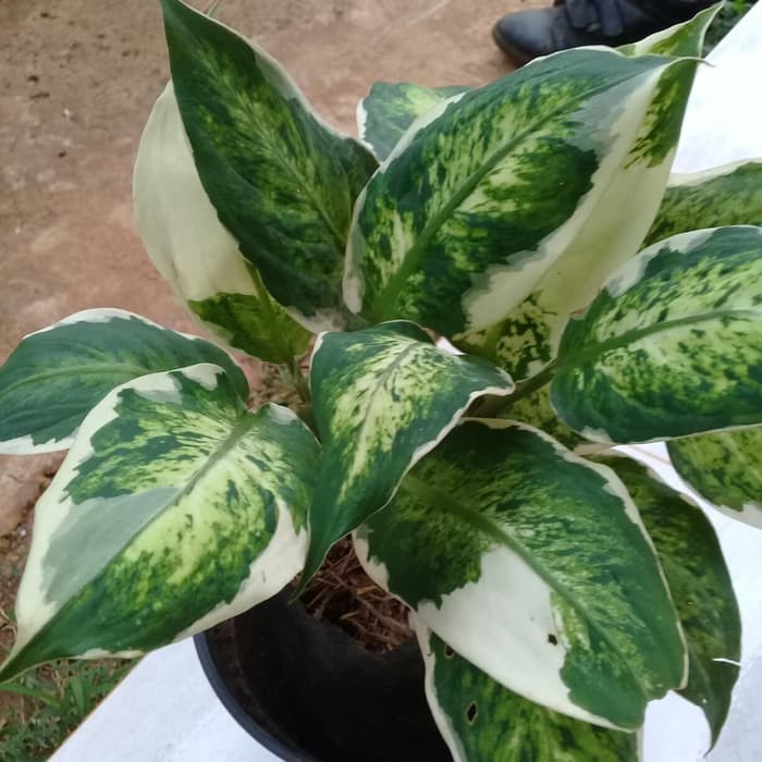 AGLONEMA SPARKEL-tanaman aglonema sparkel/blanceng variegata